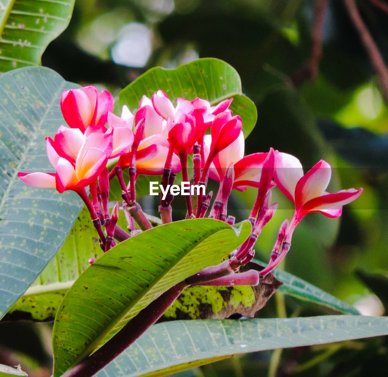 CLOSE-UP OF PINK FLOWERS BLOOMING