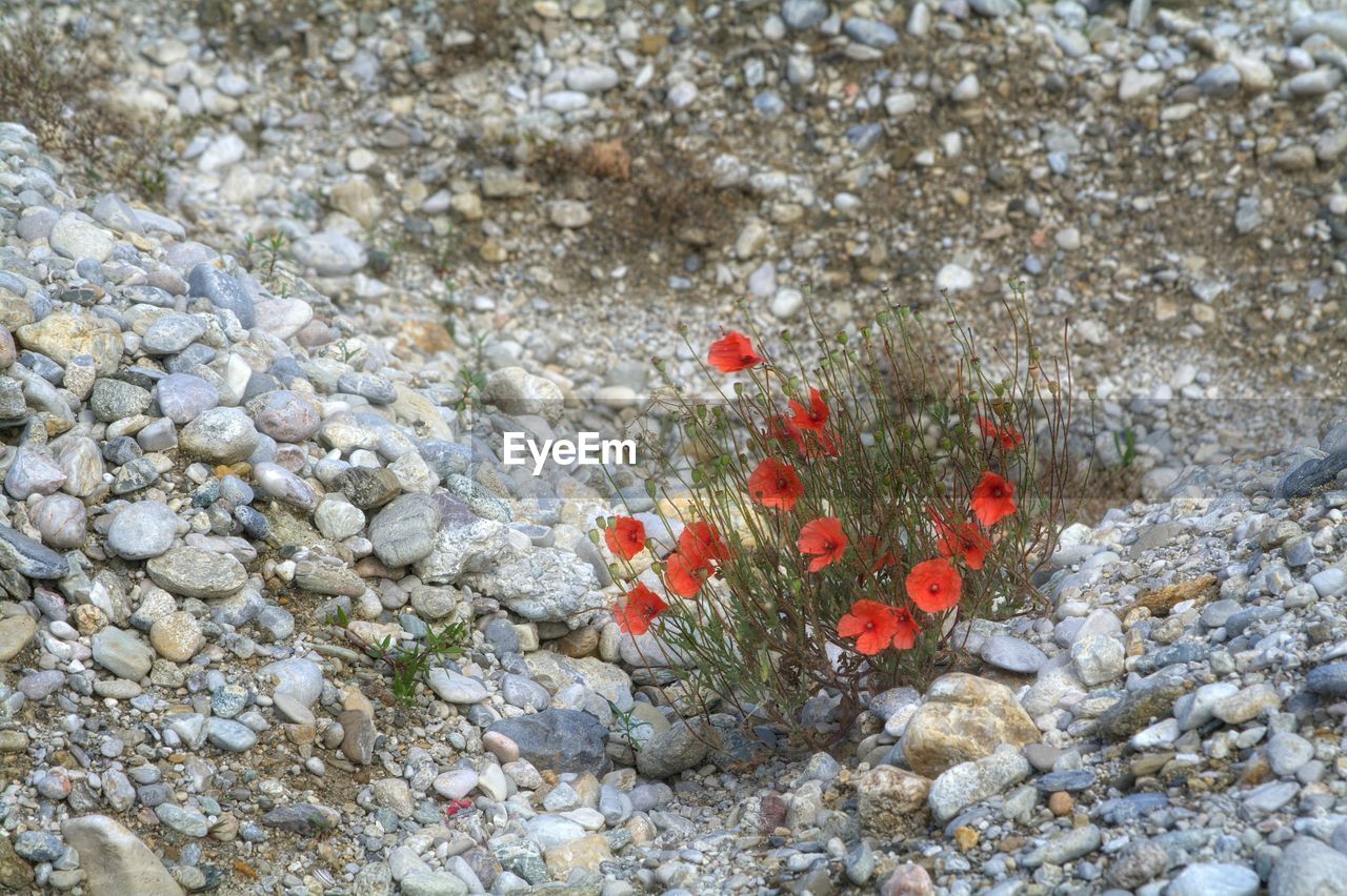 Red flowers blooming amidst rocks on field