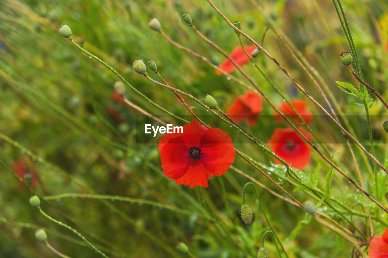 Close-up of red poppy on field