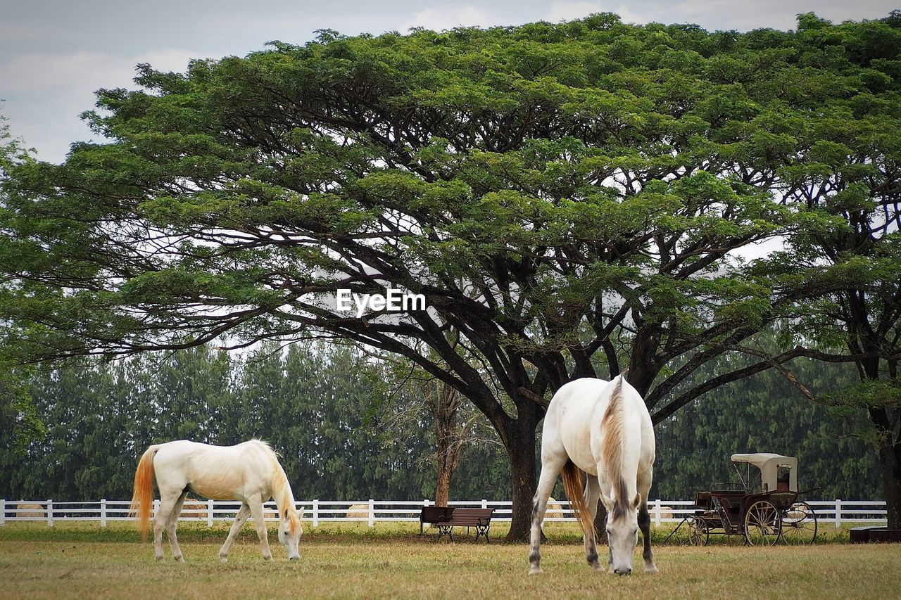 horse, animal themes, animal, mammal, livestock, plant, tree, domestic animals, animal wildlife, group of animals, pasture, agriculture, pet, nature, grazing, mare, land, field, landscape, grass, rural area, no people, environment, outdoors, sky, rural scene, day, standing, herbivorous, wildlife, two animals, green, farm, full length, plain, working animal, cloud, meadow, eating, ranch