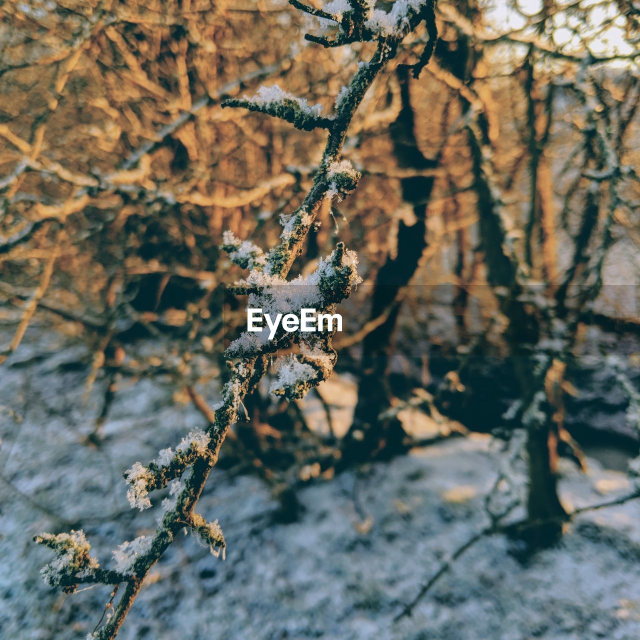 CLOSE-UP OF FROZEN PLANT ON SNOW