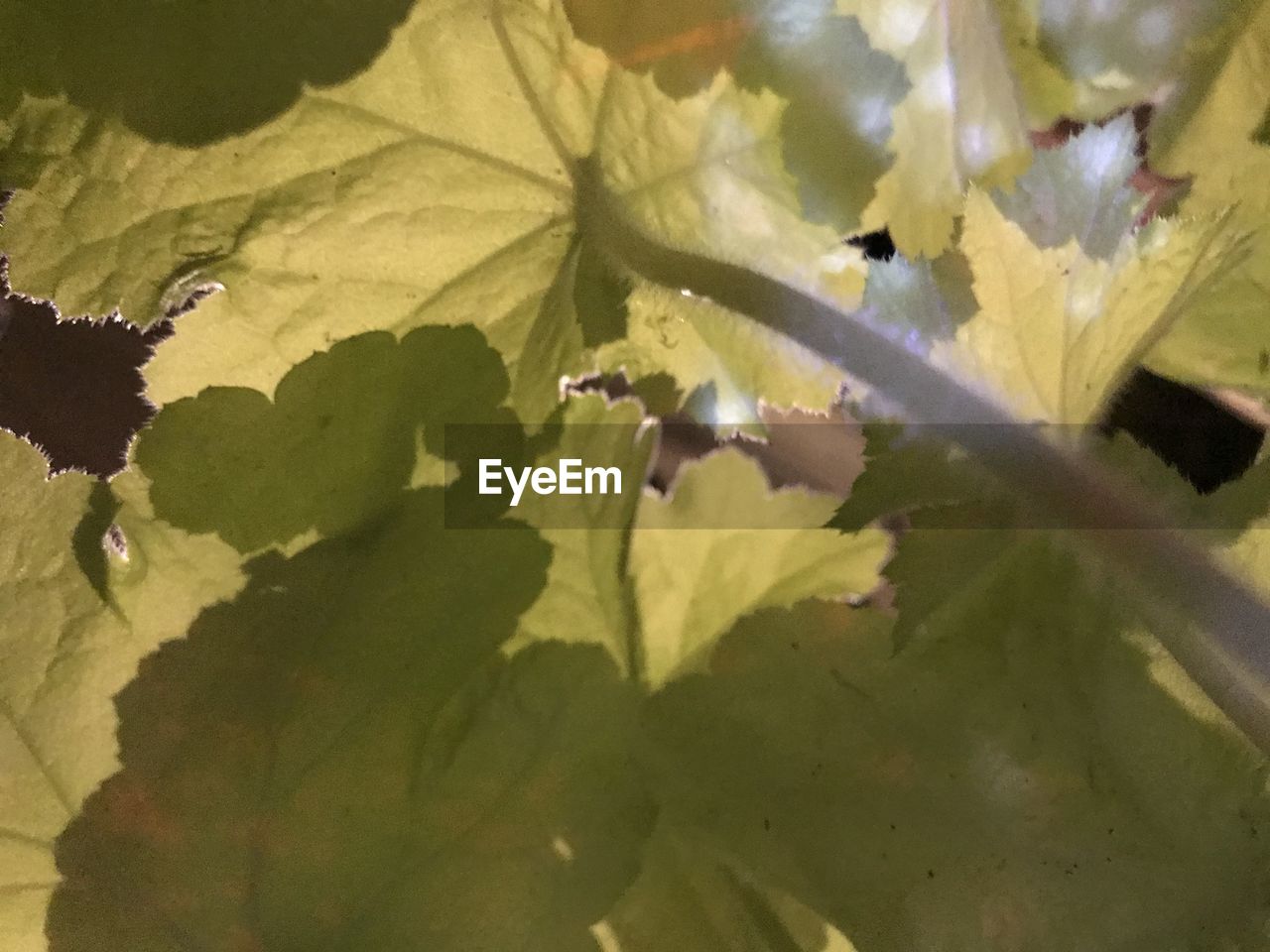 CLOSE-UP OF LEAVES IN A PLANT