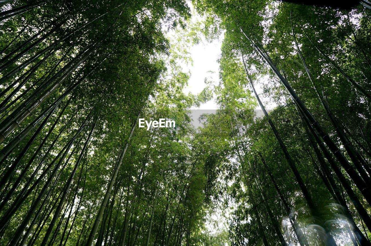 Low angle view of bamboos against clear sky