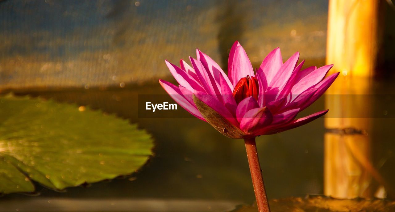 CLOSE-UP OF PINK LOTUS WATER LILY IN POND