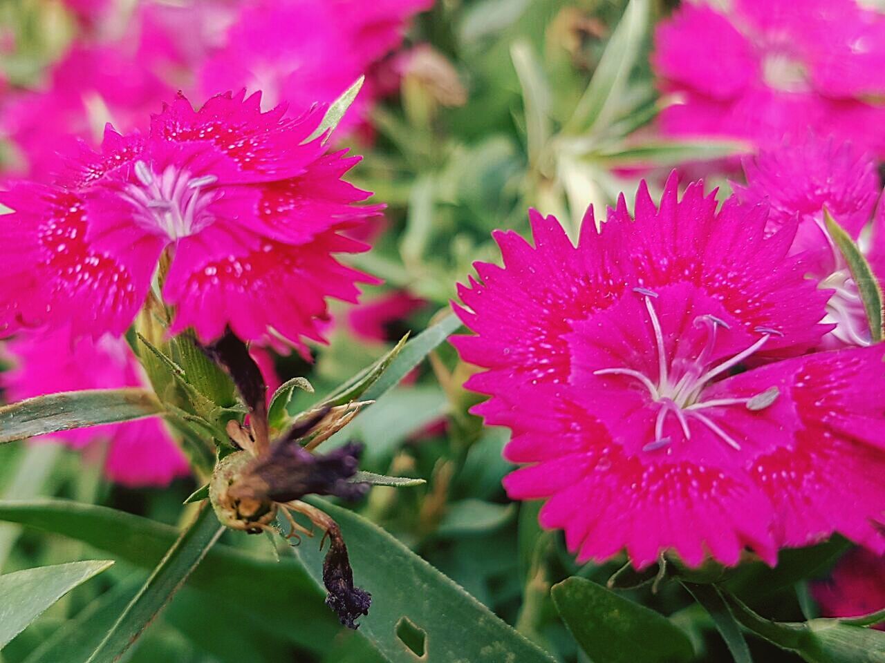 CLOSE-UP OF INSECT ON PINK FLOWER BLOOMING OUTDOORS