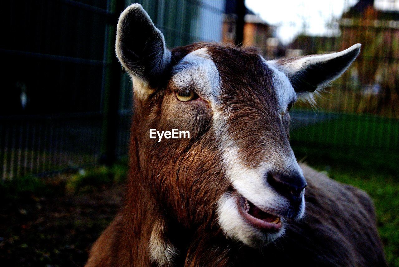 Close-up portrait of goat