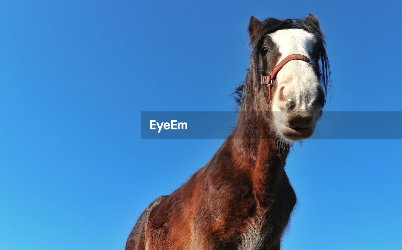 Low angle view of horse against clear blue sky