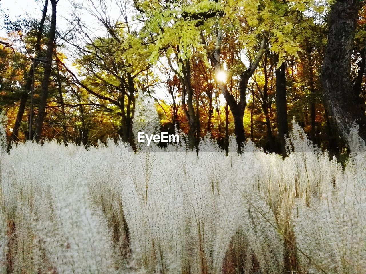 TREES IN PARK