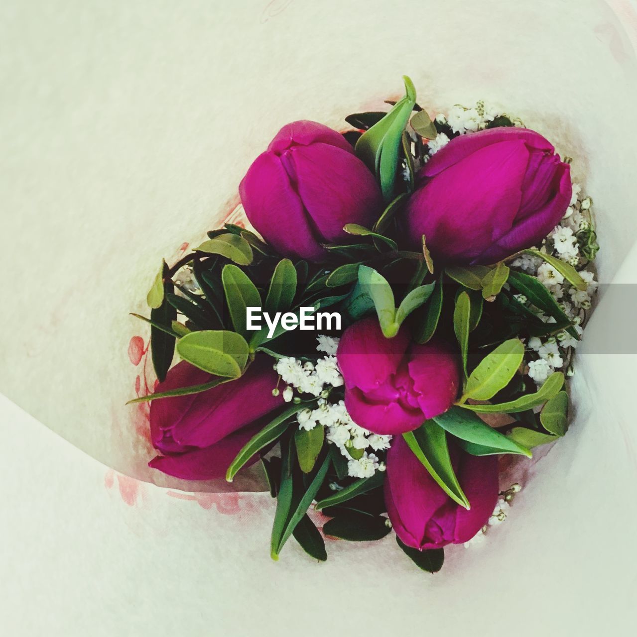 CLOSE-UP OF PINK FLOWERING PLANTS