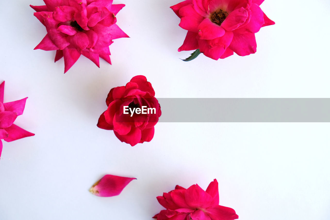 CLOSE-UP OF PINK ROSE AGAINST WHITE BACKGROUND