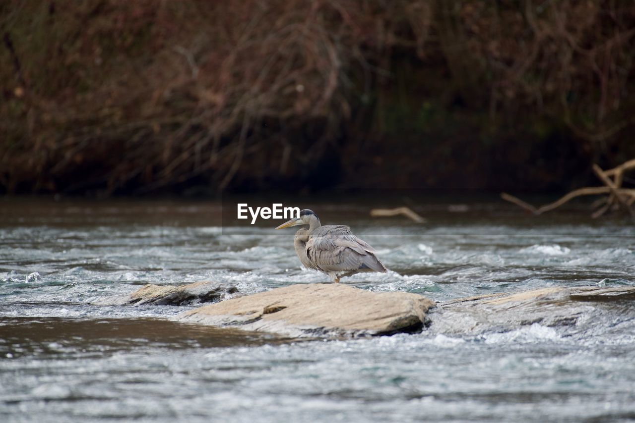 Bird perching on rock over lake