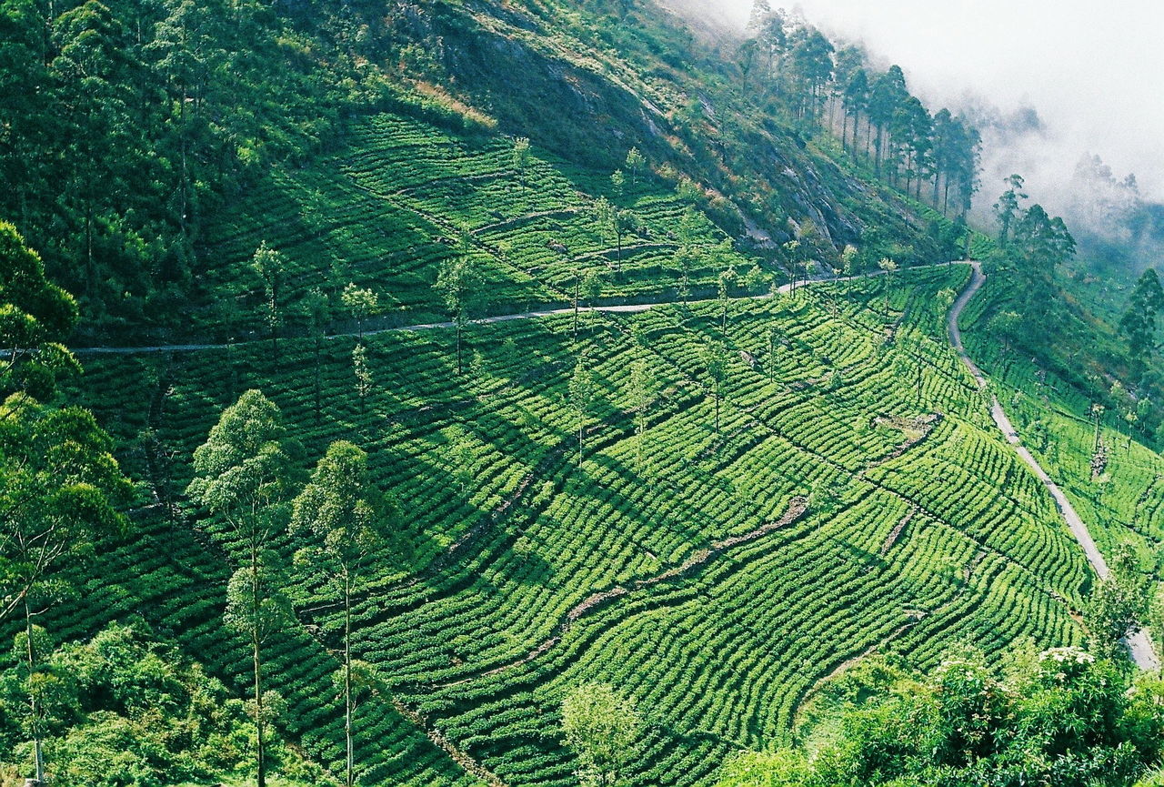 High angle view of tea plantation on mountain