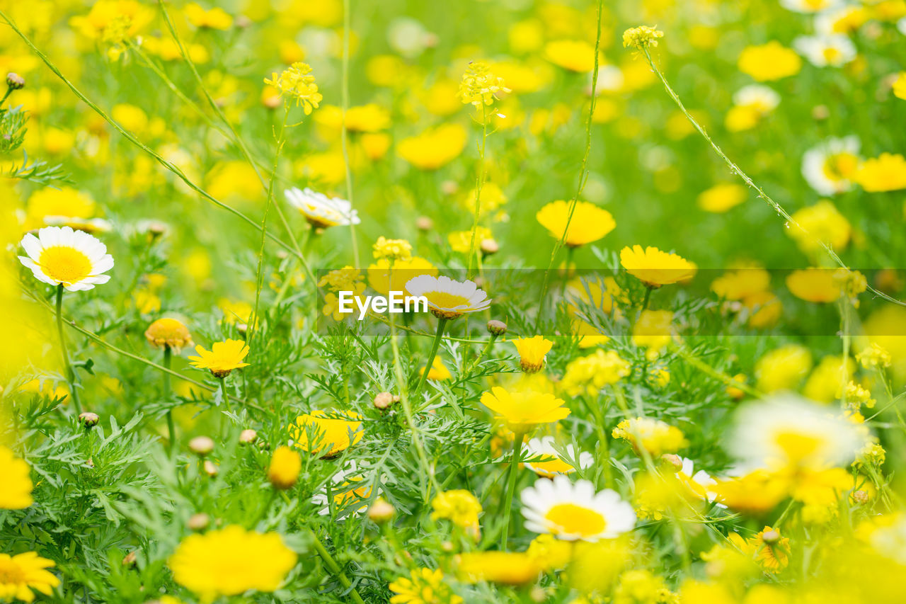 Close-up of yellow flowering plants on field