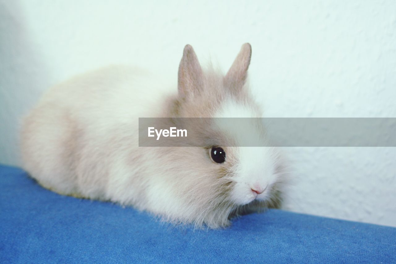 Close-up portrait of rabbit baby