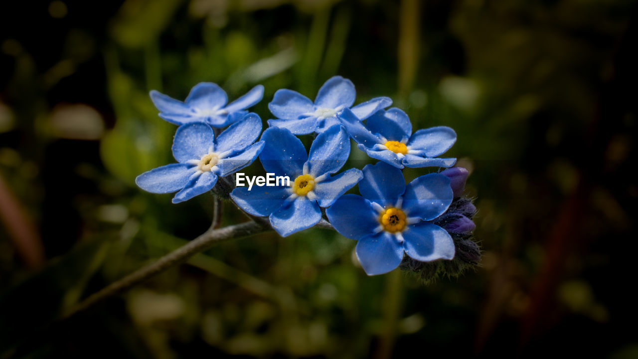 CLOSE-UP OF PURPLE BLUE FLOWERS