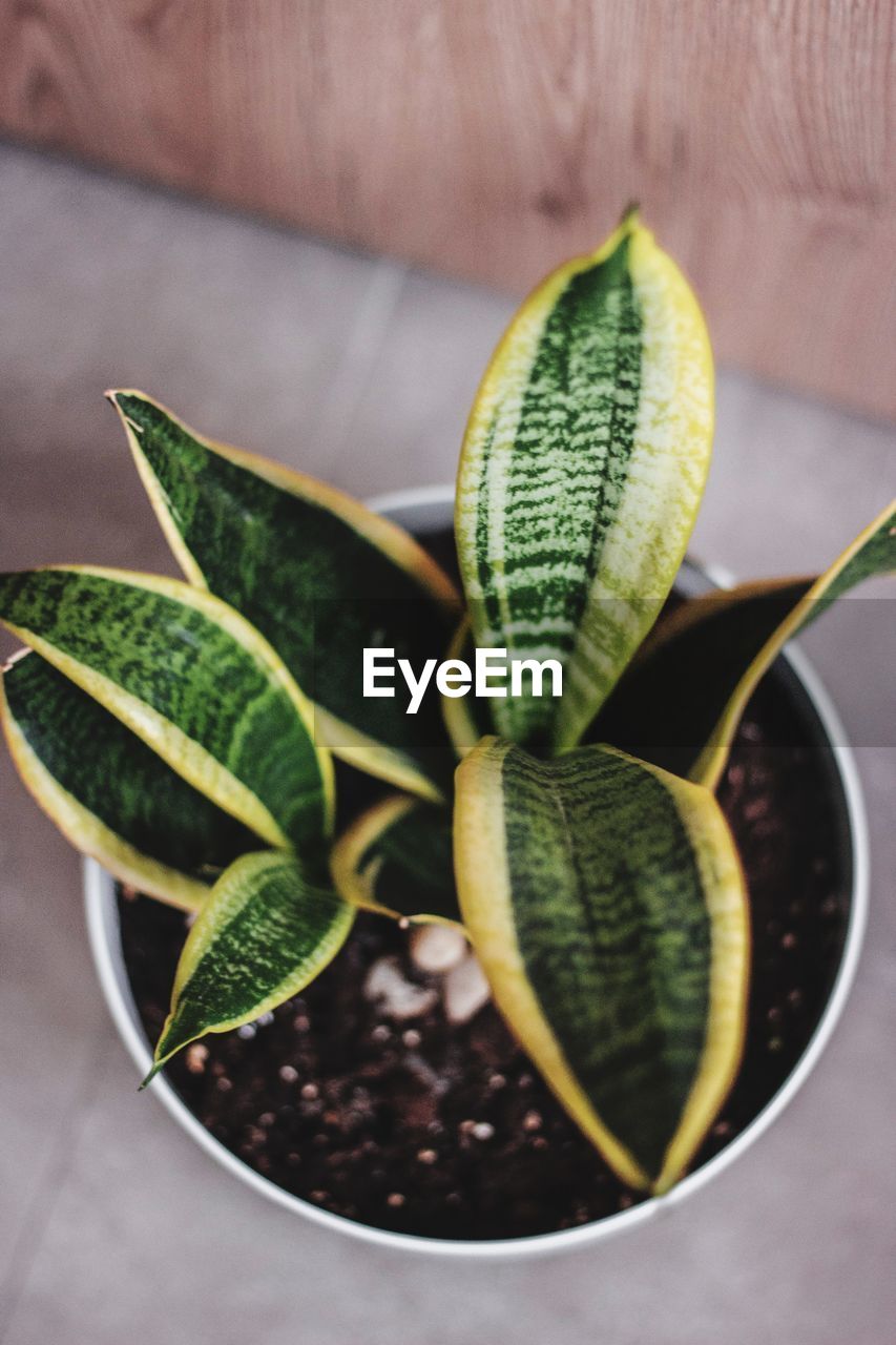 High angle view of potted plant