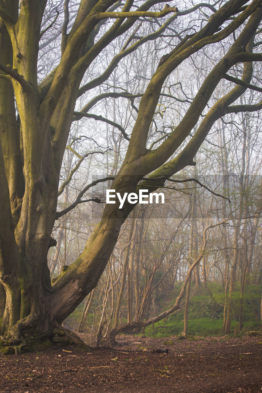 VIEW OF BARE TREE IN FOREST