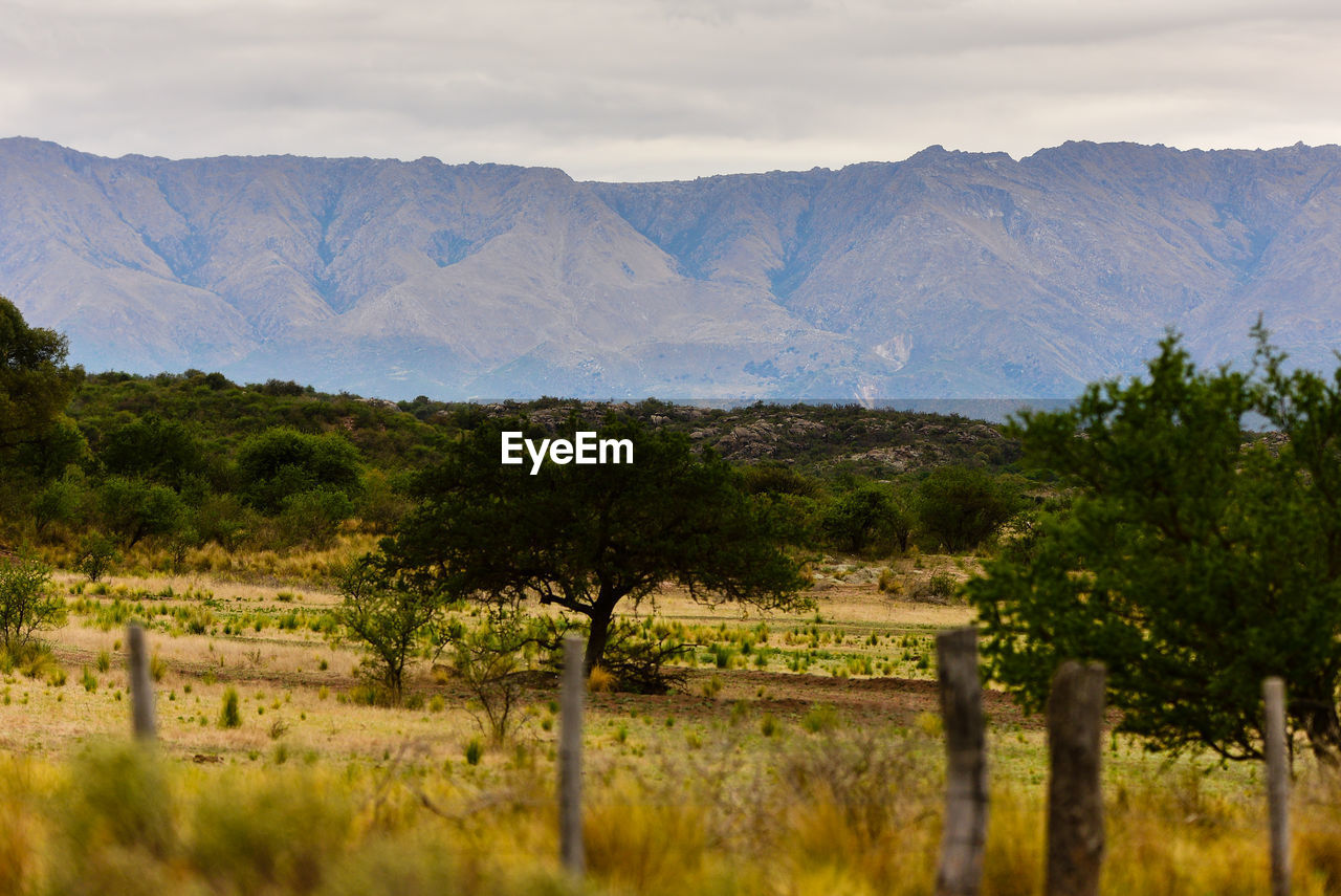 Trees on landscape against mountain range