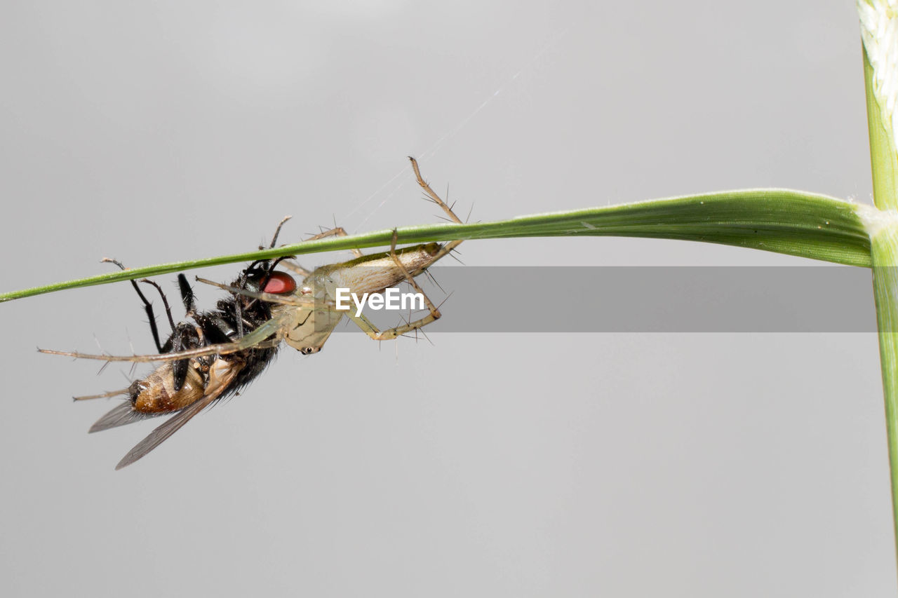 CLOSE-UP OF INSECT ON WHITE