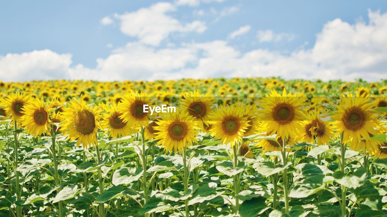 Close-up of sunflower field against sky