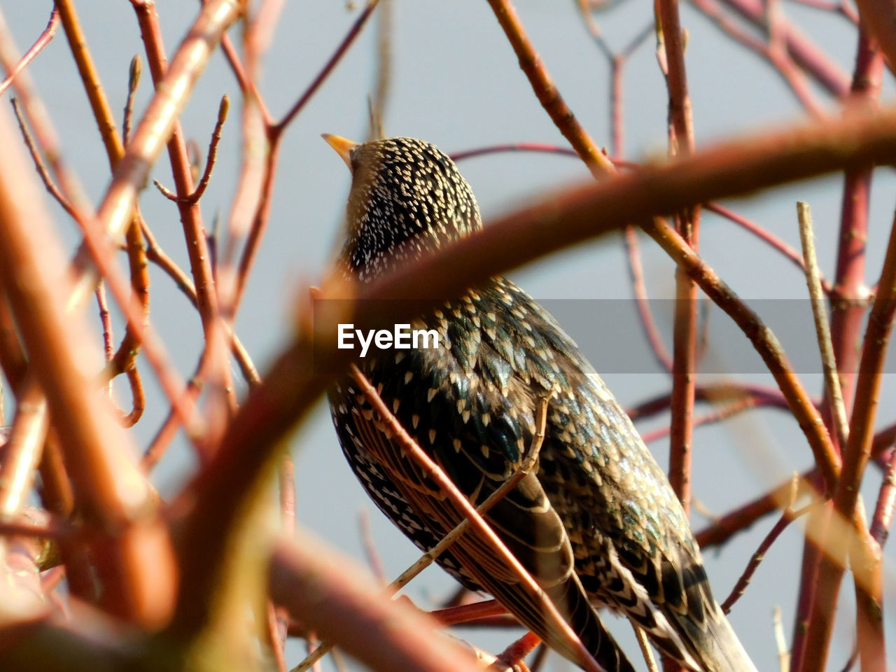 LOW ANGLE VIEW OF BIRD PERCHING ON BRANCH