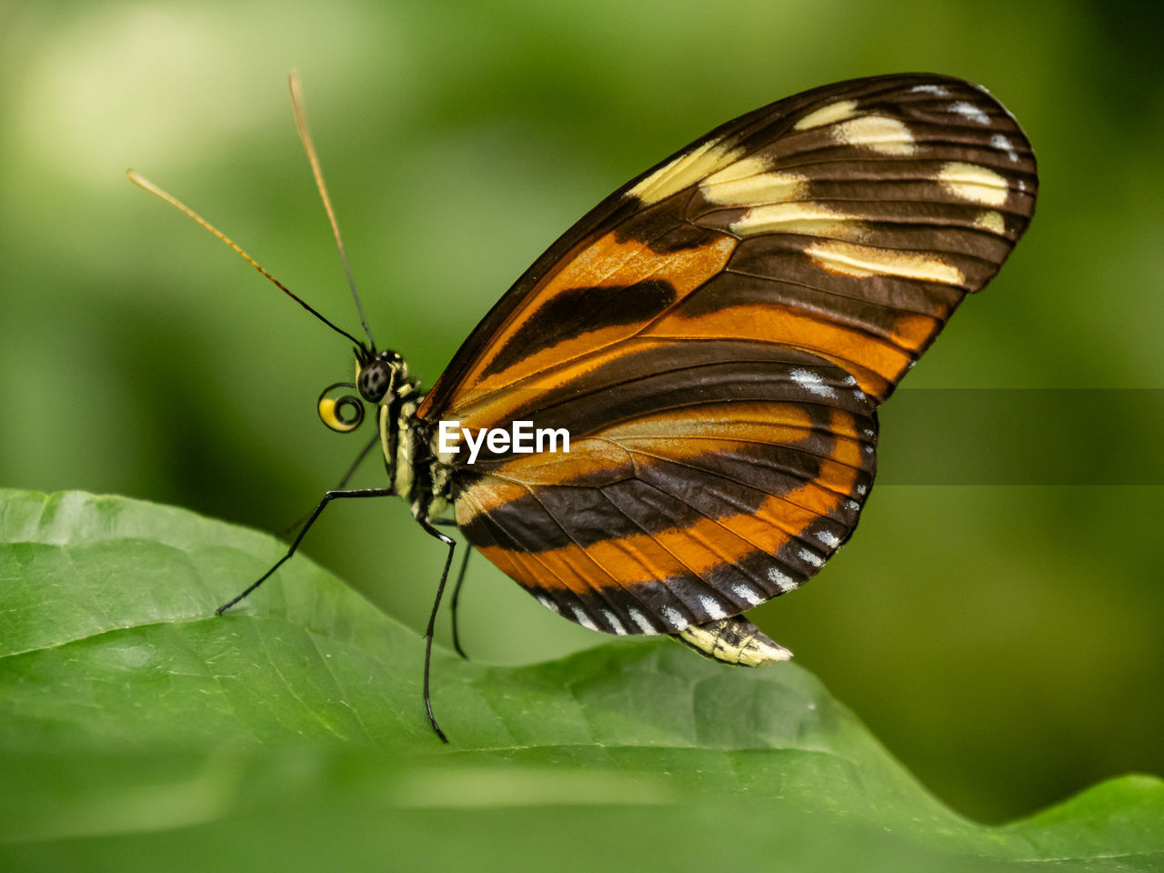 insect, animal wildlife, animal themes, animal, animal wing, beauty in nature, nature, butterfly, one animal, wildlife, moths and butterflies, close-up, plant part, macro photography, leaf, animal body part, plant, flower, fragility, macro, no people, wing, perching, green, outdoors, animal antenna, summer, full length, focus on foreground, yellow, monarch butterfly, side view, environment, flowering plant, selective focus, feeding