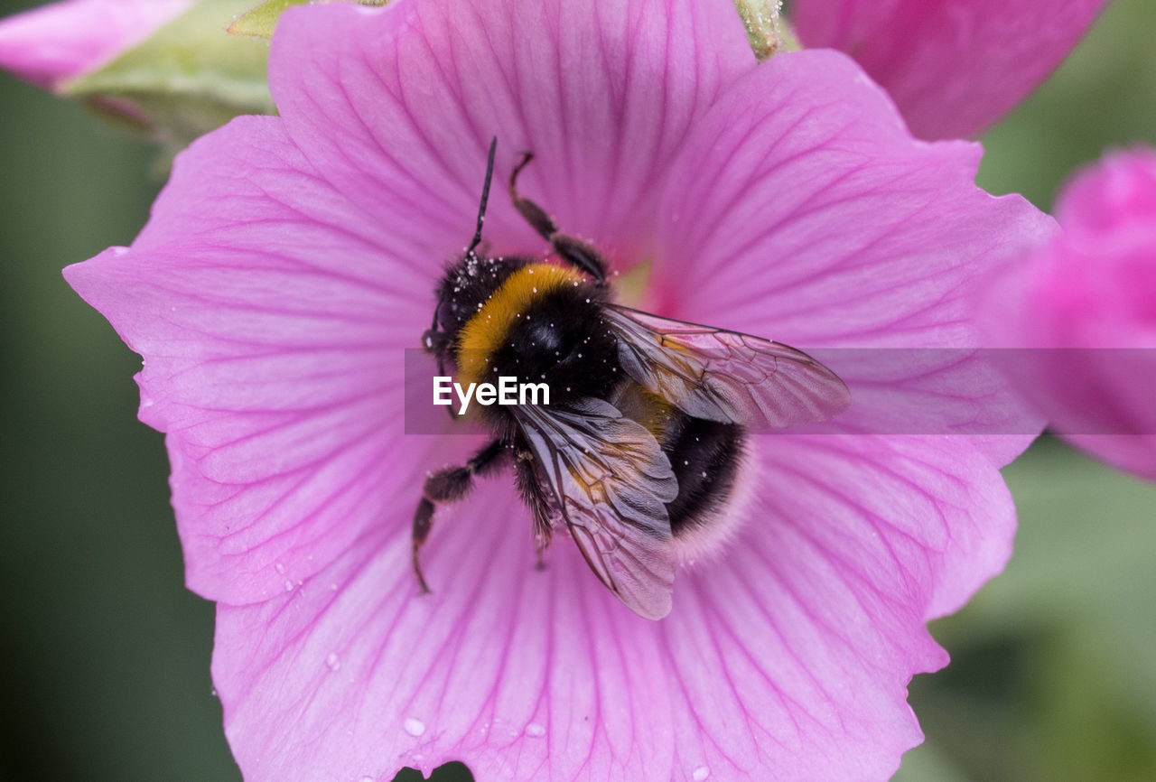 CLOSE-UP OF HONEY BEE ON PURPLE FLOWER