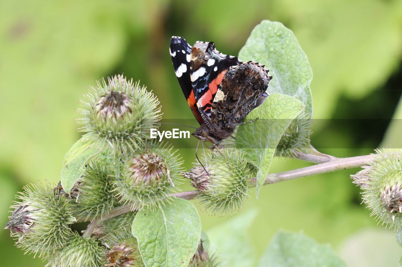 CLOSE-UP OF BUTTERFLY ON LEAF