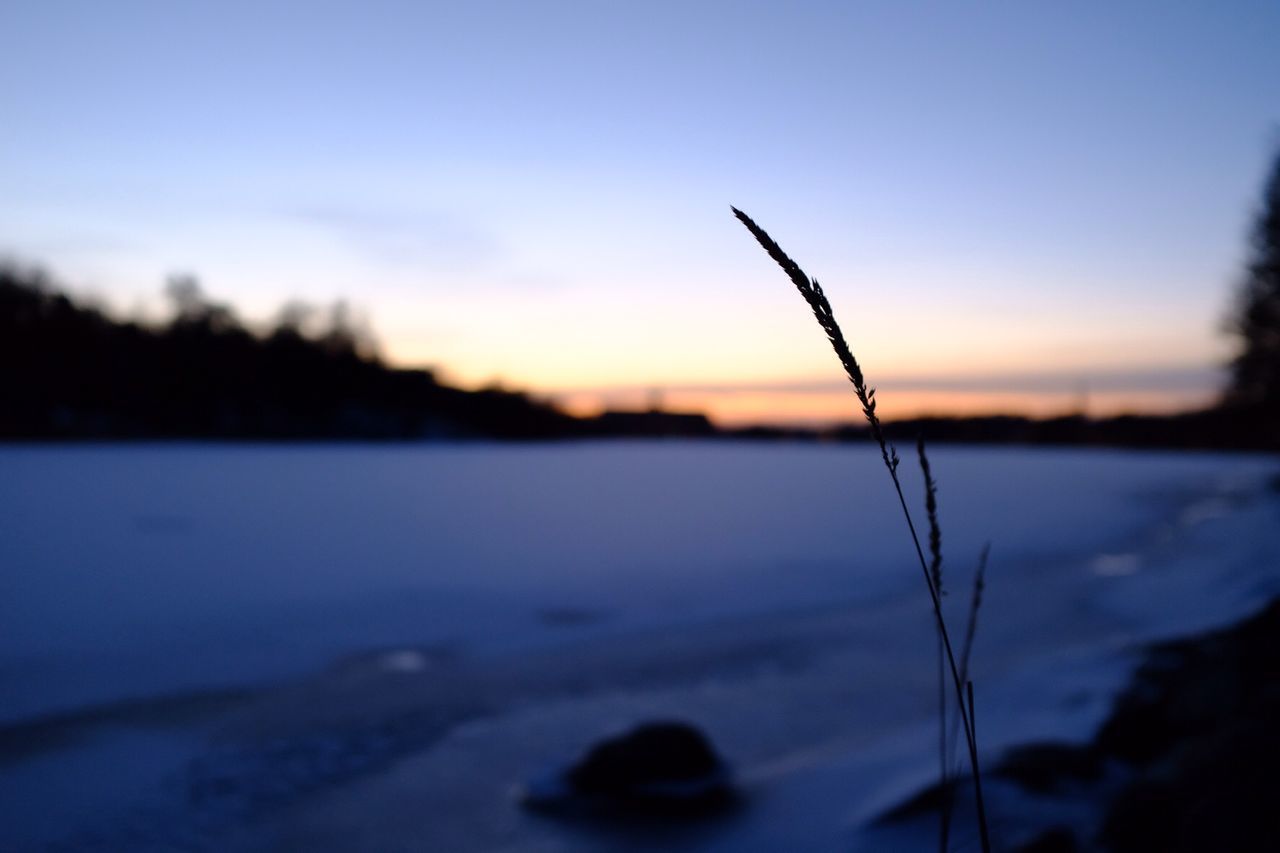 CLOSE-UP OF SILHOUETTE PLANT AGAINST SKY DURING WINTER