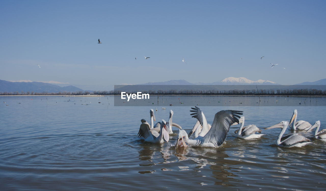 Pelicans having lunch in kerkini lake