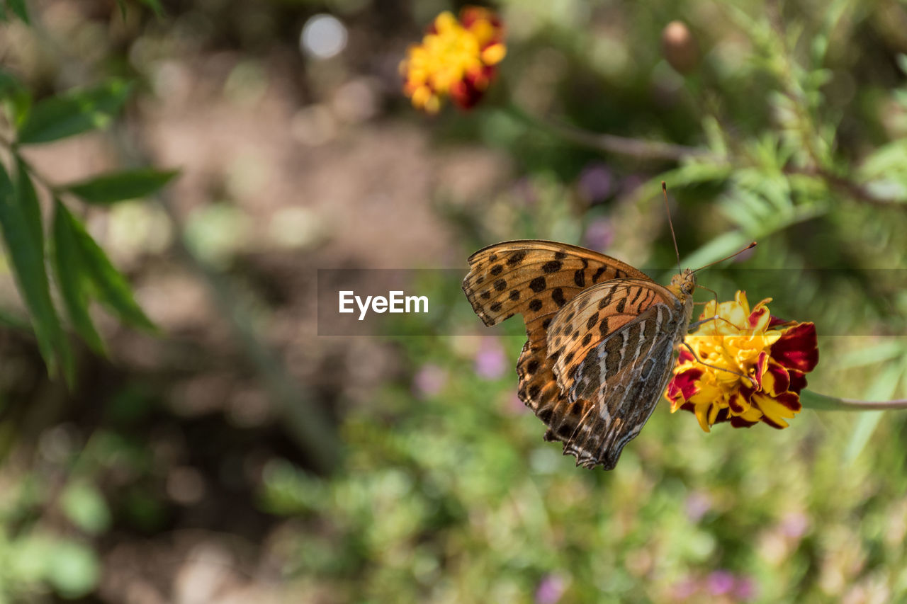 BUTTERFLY POLLINATING FLOWER