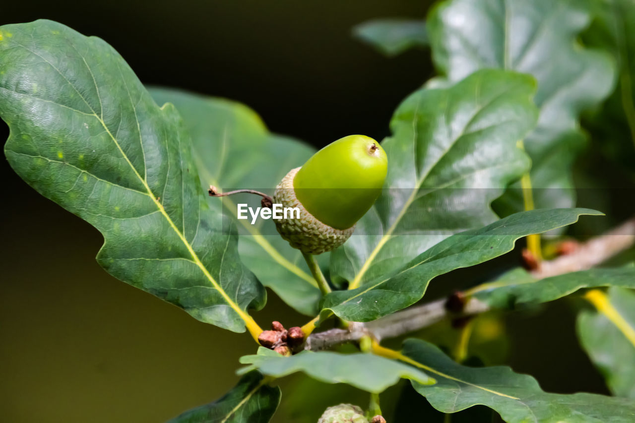 CLOSE-UP OF GREEN FRUITS