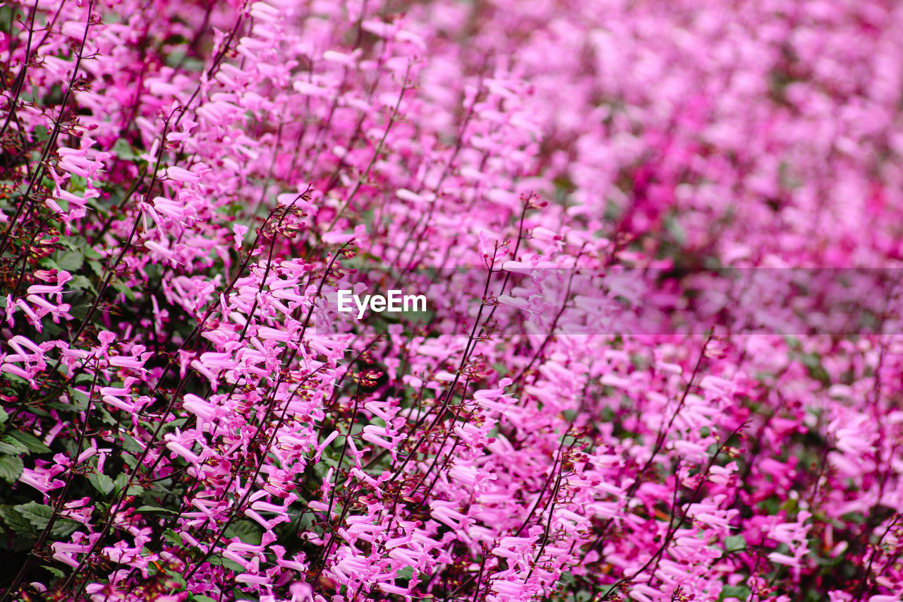 Close up of catmint flower bush or nepeta in full bloom