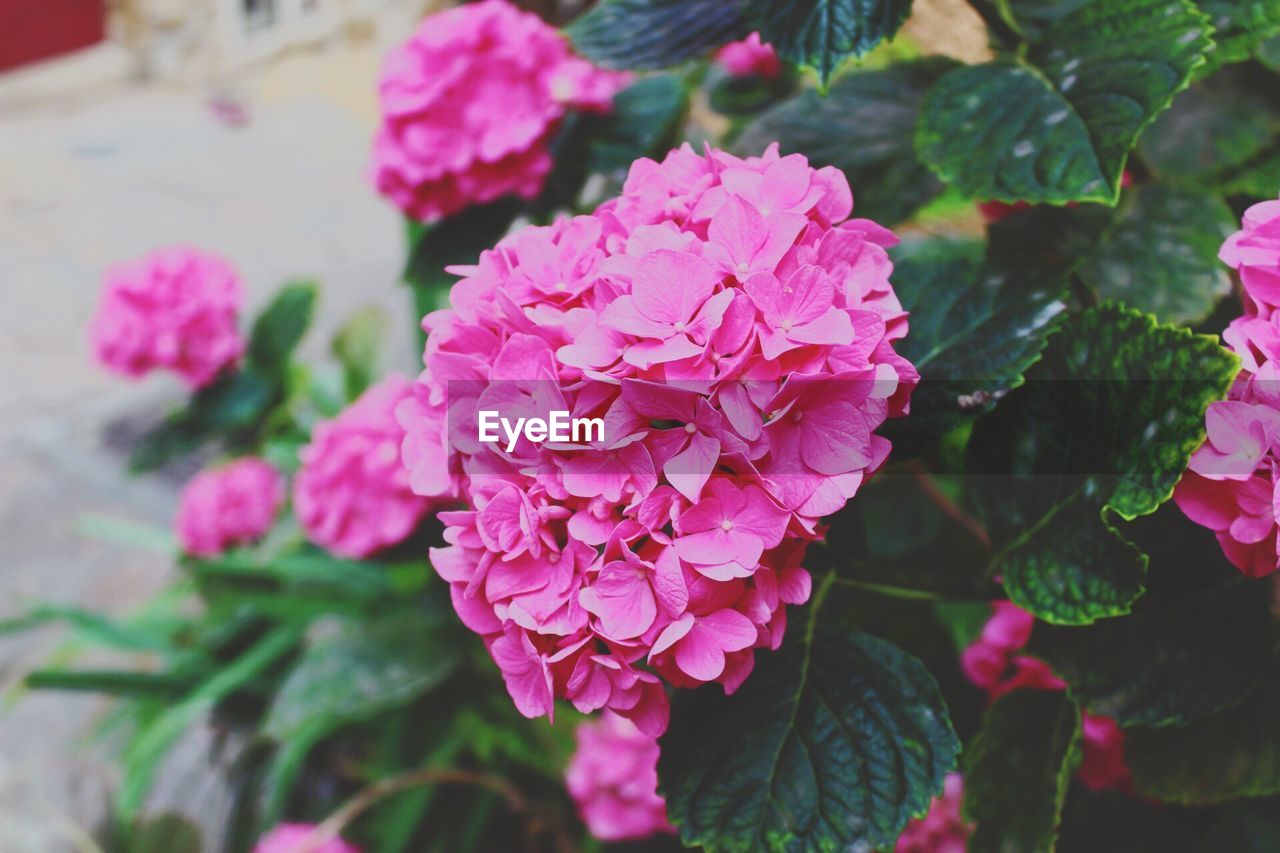 CLOSE-UP OF PINK HYDRANGEA FLOWERS