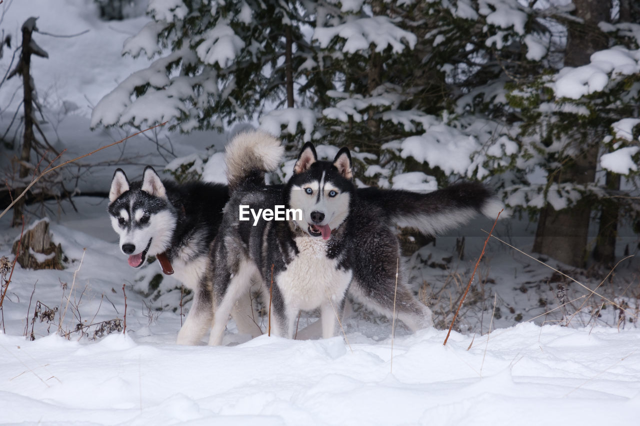 Dogs on snow covered land