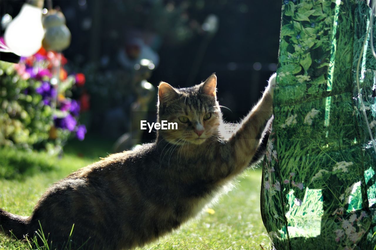 CLOSE-UP PORTRAIT OF A CAT WITH GREEN EYES