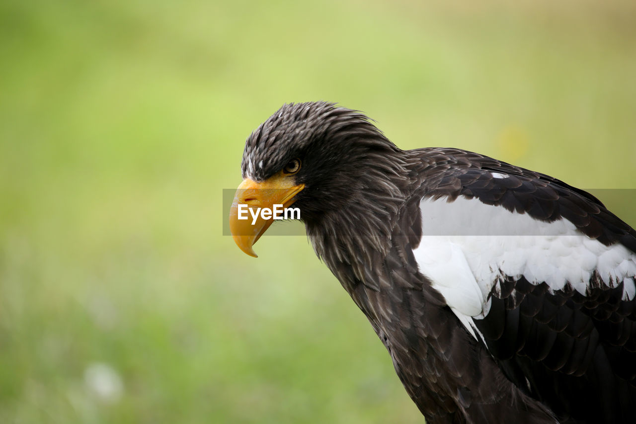 Close-up of stellers sea eagle looking away