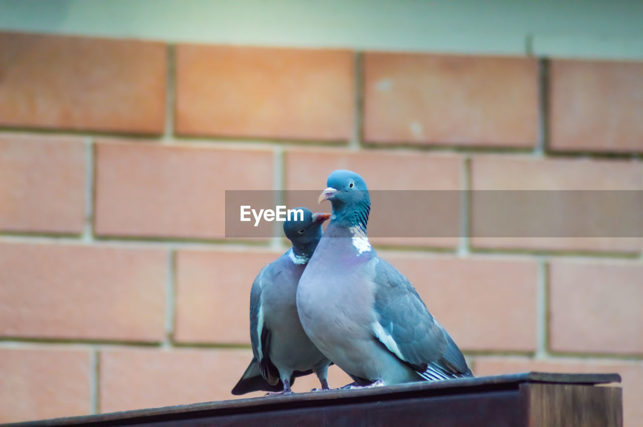 BIRD PERCHING ON WALL