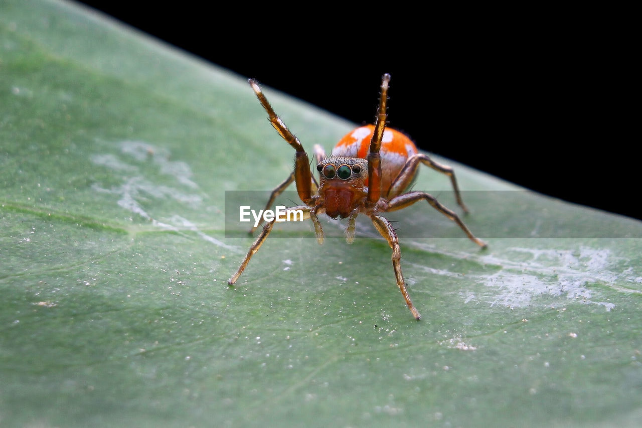 Close-up of spider on leaf