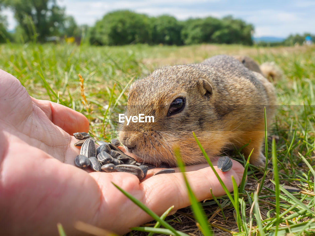 animal, animal themes, hand, animal wildlife, wildlife, one animal, mammal, holding, rodent, plant, grass, nature, close-up, one person, eating, squirrel, day, food, outdoors, cute, feeding, whiskers, pet