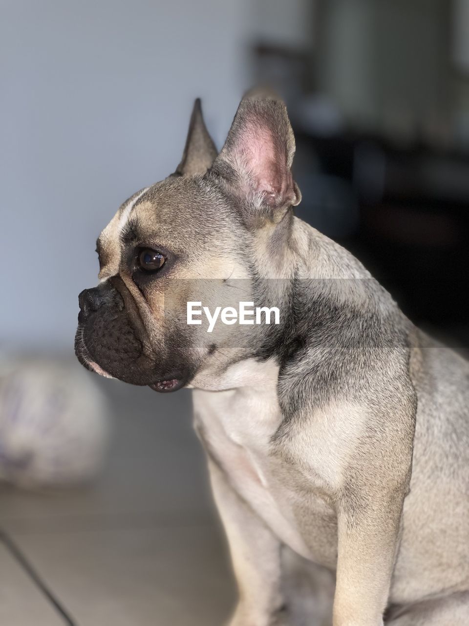 Close-up of a dog looking away