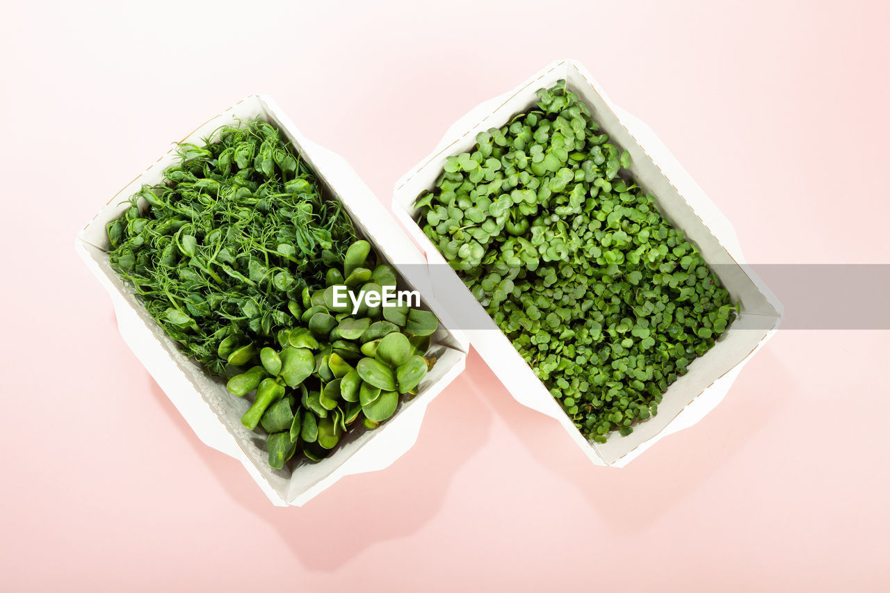 Microgreens in a disposable eco paper box of sunflower seeds. idea for a healthy vegan food delivery