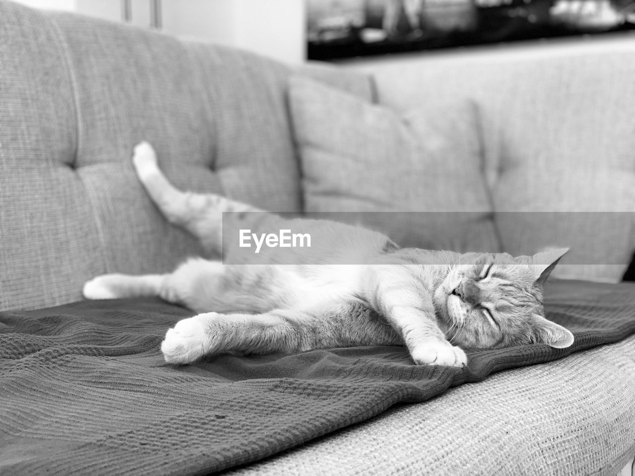 CAT SLEEPING ON COUCH