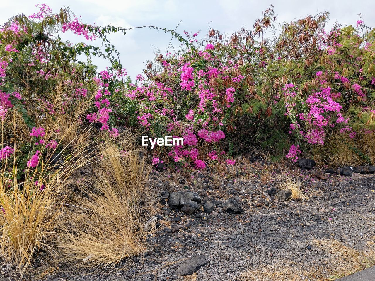 PINK FLOWERS GROWING ON TREE