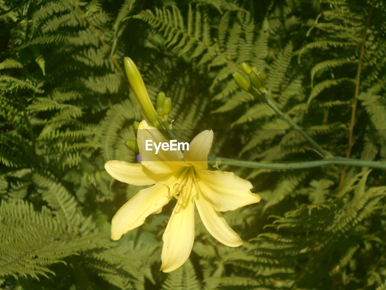 plant, flower, flowering plant, beauty in nature, freshness, growth, green, leaf, nature, plant part, close-up, yellow, fragility, flower head, petal, inflorescence, no people, wildflower, outdoors, day, botany, tree, springtime