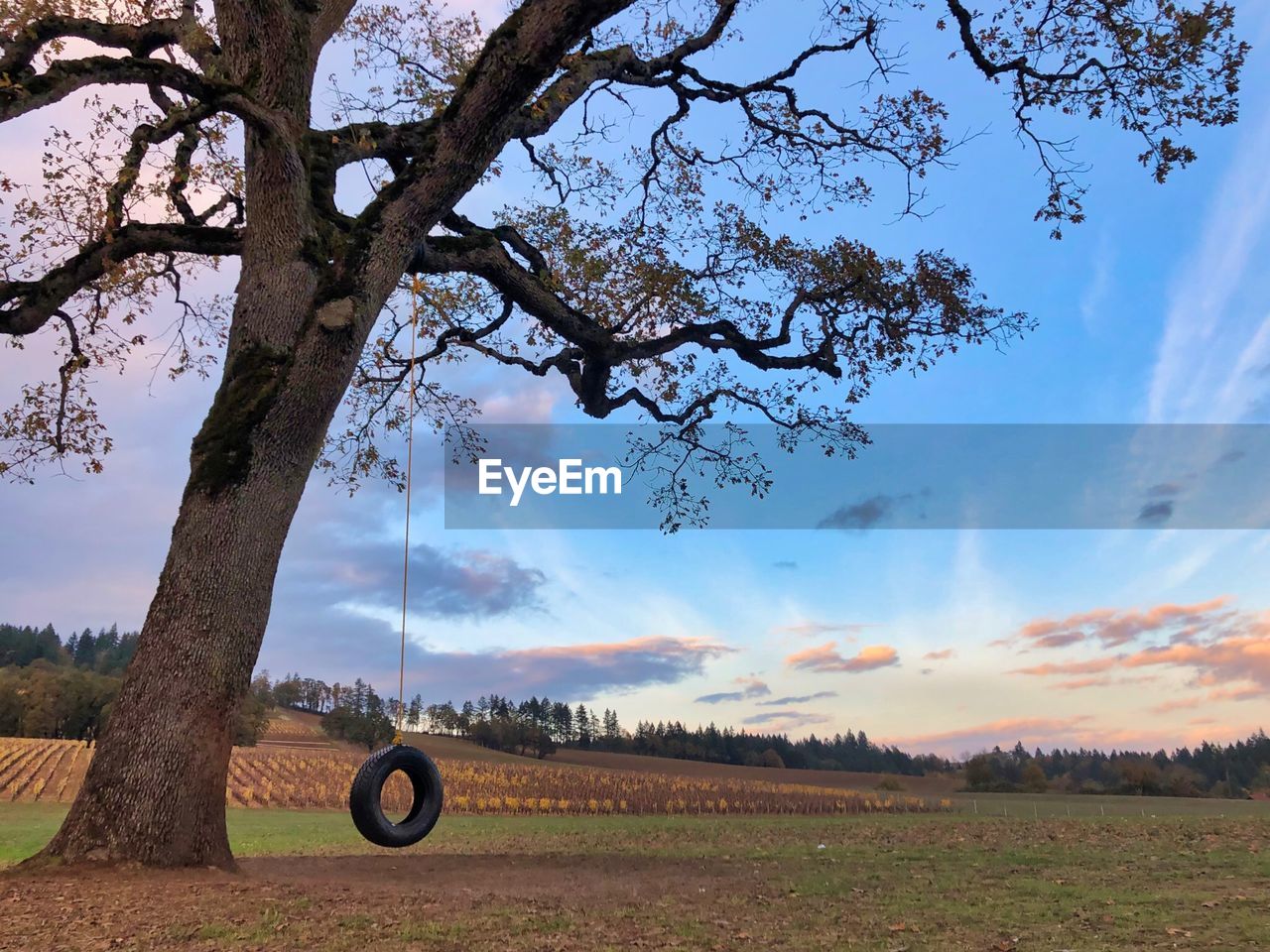 Trees on field against sky