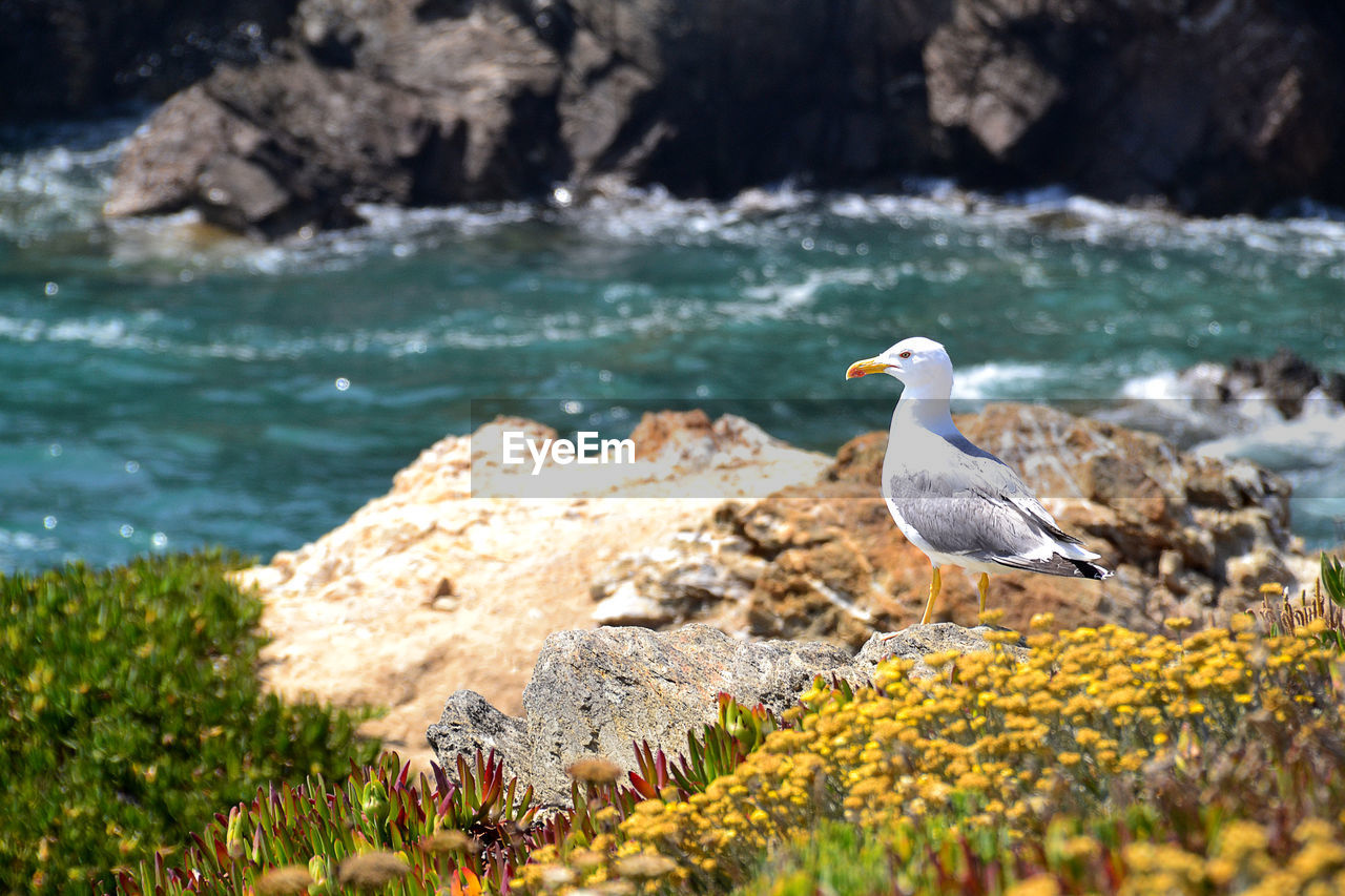 HIGH ANGLE VIEW OF GRAY HERON PERCHING ON ROCK