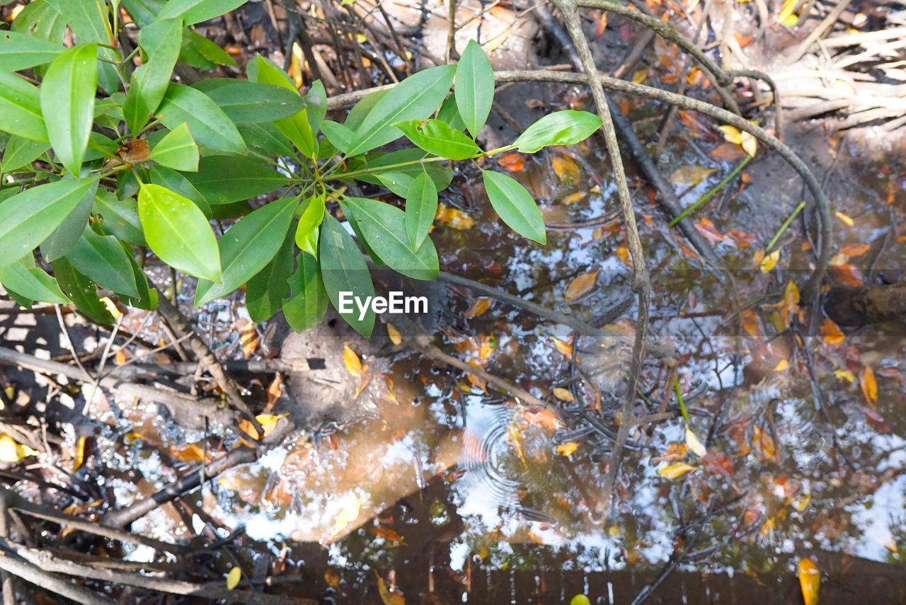 HIGH ANGLE VIEW OF LEAVES IN THE WATER