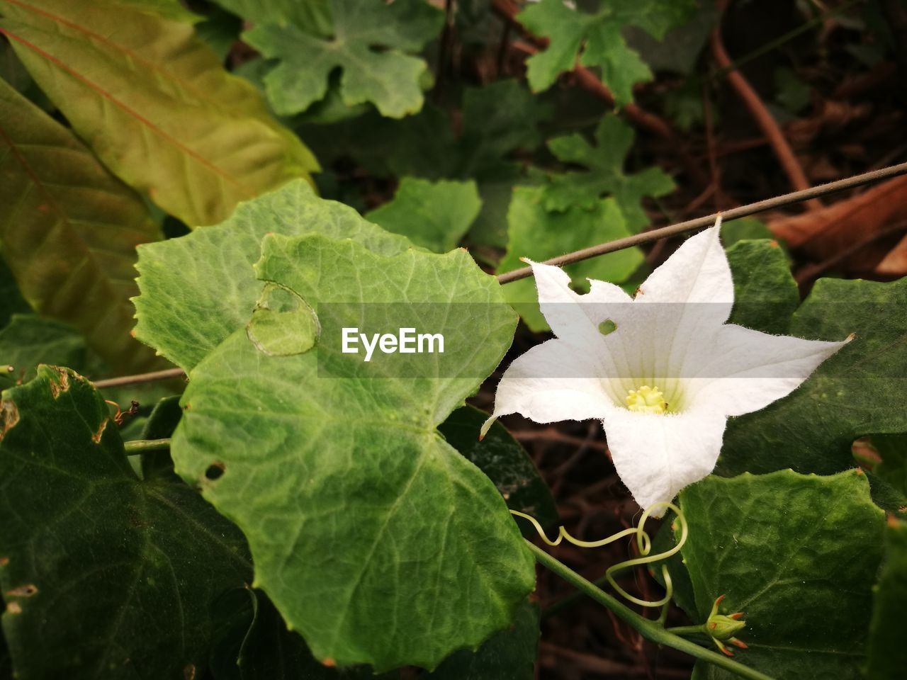 Close-up of white flower blooming outdoors