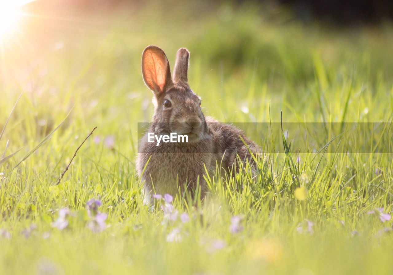 Rabbit in the spring